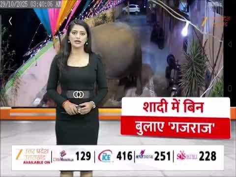 शादी समारोह में बिन बुलाए घुस आए गजराज, फिर जो किया... वीडियो ने इंटरनेट पर मचाई धूम