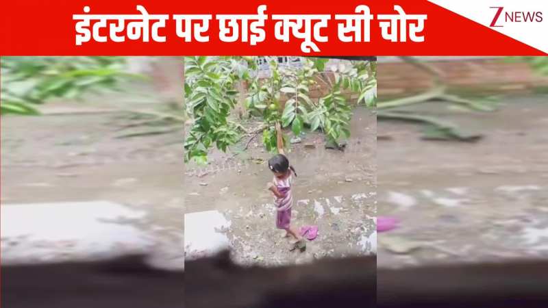 मेहनत से चप्पल निकाल ईंट पर चढ़ कर अमरूद तोड़ती दिखी छोटी सी चोर, देख लोग बोले- इससे Cute कुछ नहीं...