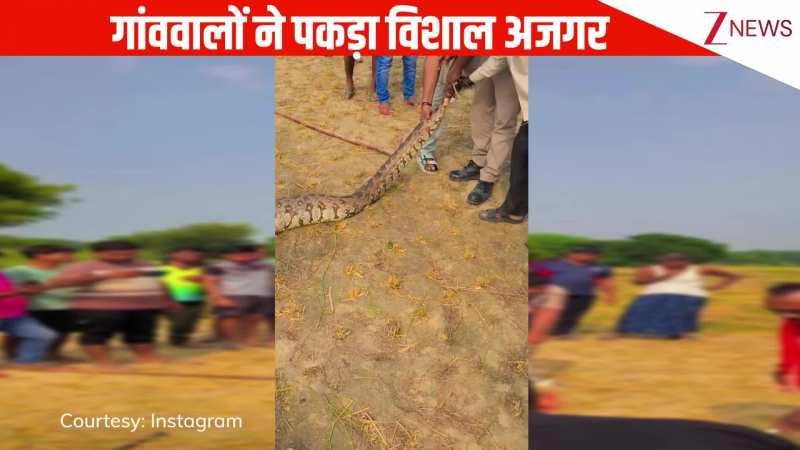 खेतों में से गांव वालों ने पकड़ा विशाल अजगर, हर जगह मच गई अफरा-तफरी, मंजर देख खौफ में आए लोग