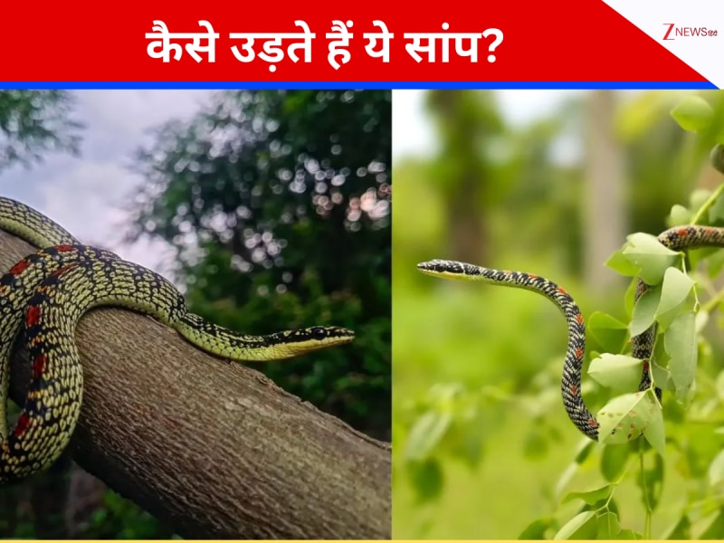 हवा में उड़ते हैं ये सांप, ऊपर से गुजर जाएं तो क्या सच में घट जाती है लंबाई? जानें..