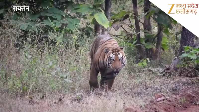 रातापानी टाइगर रिजर्व में बाघ का दीदार, अटखेलियां देख रोमांचित हुए पर्यटक