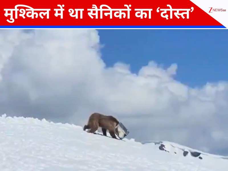 बर्फीली चोटी पर भालू की फैमिली से दोस्ती, एक दिन जो मंजर दिखा बेचैन सैनिक दौड़ पड़े