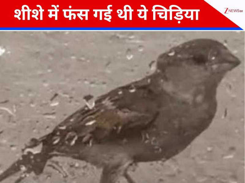 शीशे में फंसी थी वो, जब गांववालों से लेकर जज साहब तक एक चिड़िया को बचाने दौड़े