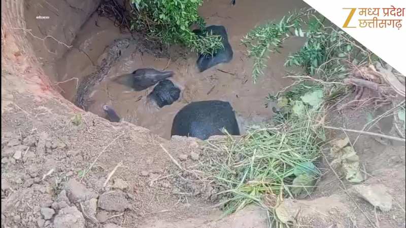 खेत के खुले कुएं में एक साथ गिरे कई हाथी, वन विभाग की टीम जुटी निकालने में, देखें वीडियो