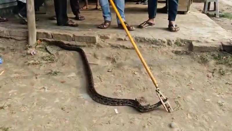 Video: बहराइच में किचन में घुसा अजगर! कुकर से लिपटा दिखा, वीडियो वायरल