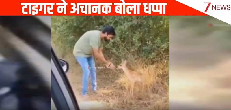 हिरण के साथ वीडियो बना रहे शख्स पर झाड़ियो में छिपे बाघ ने अचानक बोला हमला, फिर जो हुआ देख छूट जाएंगे पसीने
