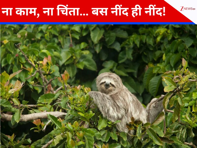 दुनिया के 5 सबसे आलसी जानवर, जो दिन में 20 घंटे सोते हैं, वजह जानकर चौंक जाएंगे आप