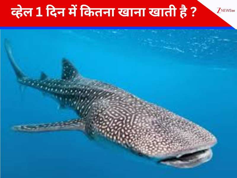 न हाथी ना गैंडा... ये व्हेल खाती है एक दिन में सबसे ज्यादा खाना, जानकर होगी हैरानी