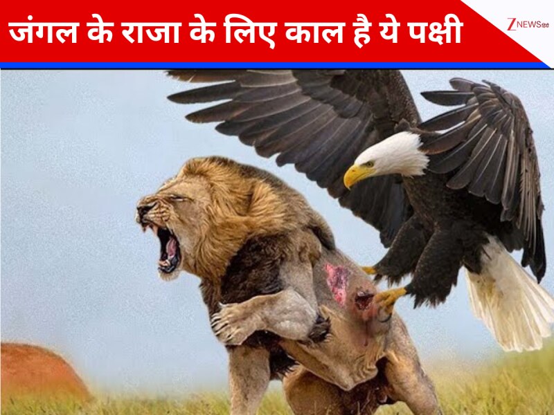 एक झटके में शेर को मार सकता है ये पक्षी, जिसे देखकर थर-थर कांपता है जंगल का राजा!