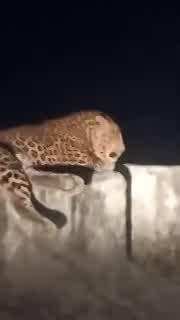 Tehri Video: कॉलेज की बाउंड्री पर आराम फरमाता दिखा गुलदार, नजारा देख खौफ में हर कोई!