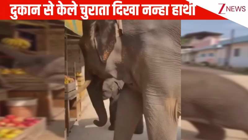 दुकान से केले चुराते दिखा नन्हा सा हाथी, मालिक ने दिखाया गुस्सा सीधा मां के आंचल में जाकर छिपा, VIRAL वीडियो