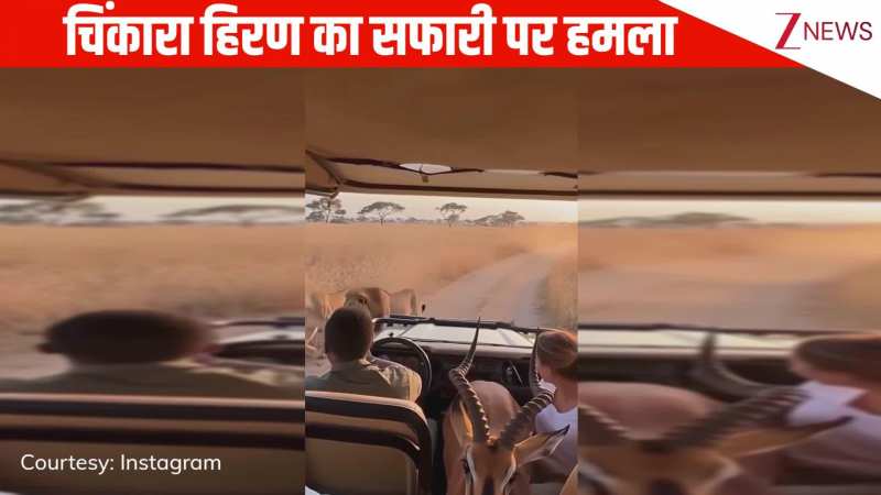 जंगल सफारी के दौरान हिरण ने पब्लिक पर बोला धावा, फट से लगाई ऊंची छलांग, हलक में अटक गई जान