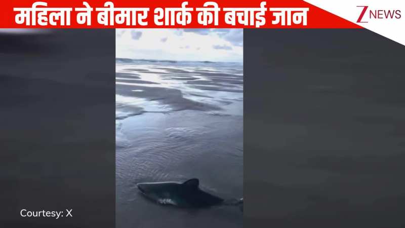 VIDEO: समु्द्र किनारे घुटन से मर रही थी शार्क! महिला ने जान पर खेलकर वापस लौटाई जिंदगी