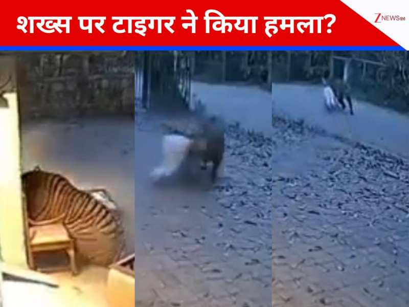 घर के सामने से शख्स को उठा ले गया टाइगर, सहमे लोग; सोशल मीडिया पर Video हो रहा वायरल