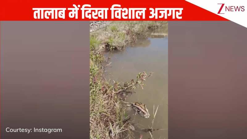 पैदल चलते हुए शख्स को तालाब में दिखा विशाल अजगर, दृश्य देख आंखें रह जाएंगी खुली की खुली, VIRAL