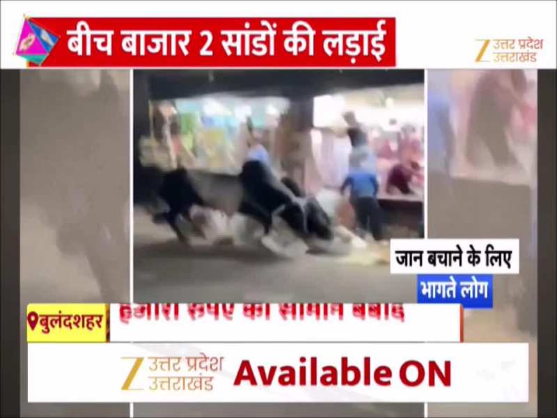 दो सांडों का सड़क पर छिड़ा संग्राम, लड़ते-लड़ते दुकान में घुसे, बाजार में आया हो जैसे तूफान!