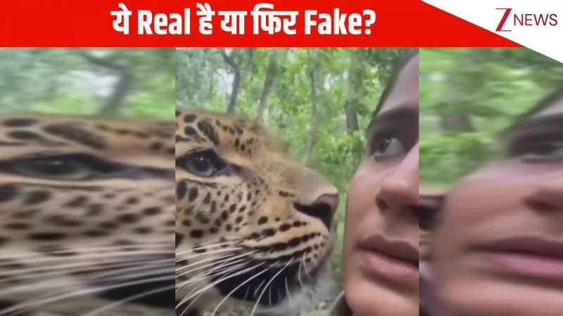 Real है या Fake? जंगल में शेर की खौफनाक KISS! महिला के गाल को चूमकर चुपचाप वापस चला गया तेंदुआ