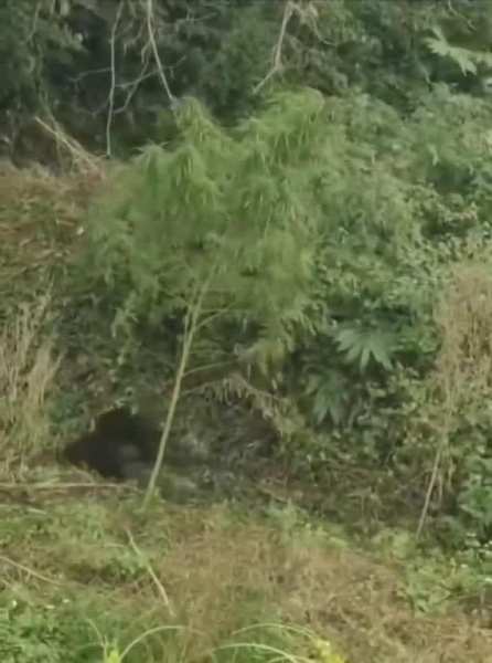 Video: भांग के पत्ते खाकर भालू पर चढ़ा नशा, चलने लायक भी नहीं बची हालत, वीडियो वायरल 