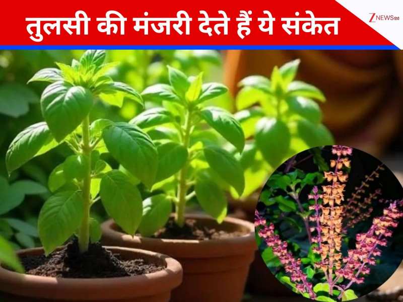तुलसी में आई मंजरी तो समझ लें लक्ष्मी का आगमन! ऐसे करें उपाय, बरसेगा धन और सुख
