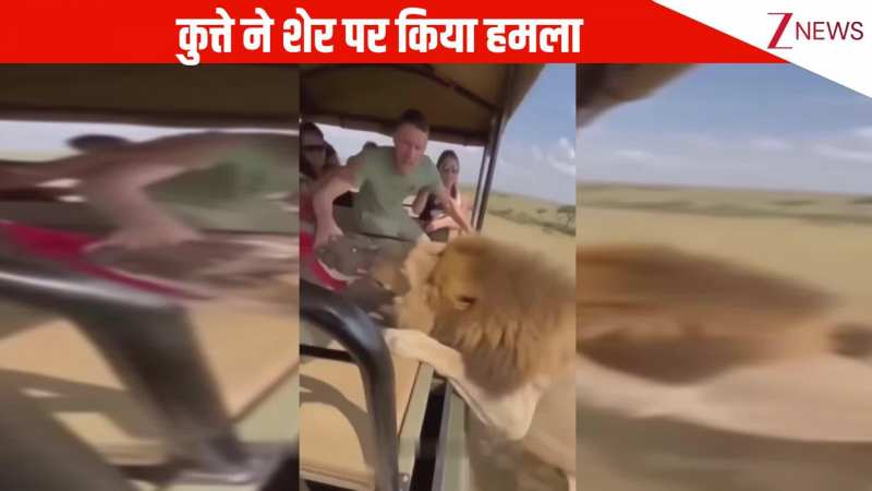 VIRAL: चलती सफारी के बीच जंगल के राजा पर हुआ जानलेवा हमला, कुत्ते ने कर दी शेर की सिट्टी-पिट्टी गुल