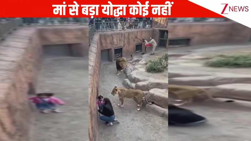 VIRAL: जंगल के राजा और रानी के सामने गिरी छोटी सी बच्ची, बेटी को बचाने के लिए मां की लगाई जान की बाजी