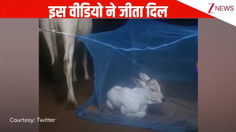 VIRAL: नए जन्मे गाय के बछड़े के लिए किसान ने सोना का किया कुछ अलग इंतजाम, रील ने जीत लिया यूजर्स का दिल