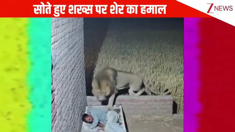बाहर सो रहे शख्स पर जंगल के राजा ने किया जानलेवा हमला, हाथ से पकड़ कर खेतों में खदेड़ा, देख उड़ जाएंगे होश
