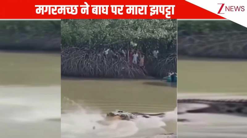 नदी के पास खड़े बाघ पर घात लगाए बैठा मगरमच्छ, जैसे ही मौका मिला, ऐसा झपट्टा मारा सीधा पानी में खींच ले गया
