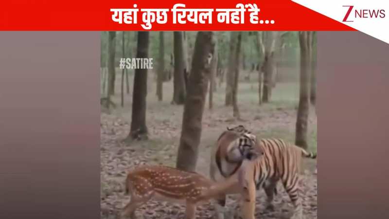 अबे यार यहां कुछ भी रियल नहीं है, इंटरनेट पर वायरल हुआ टाइगर और हिरण की दोस्ती और एक्टिंग वाला वीडियो