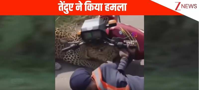 झाड़ियों में अचानक से निकला तेंदुआ, सड़क पर जा रहे कपल पर किया हमला, फिर जो हुआ....वीडियो देखें