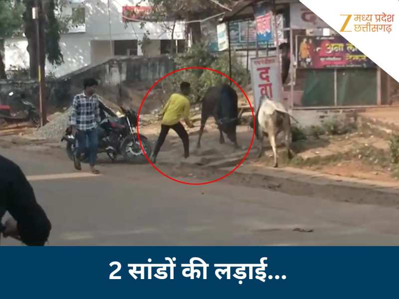 2 सांडों के बीच जबरदस्त घमासान, डंडा लेकर लड़ाई रोकने गया लड़का; फिर जो हुआ, आप भी कहेंगे- भगवान ने बचा लिया