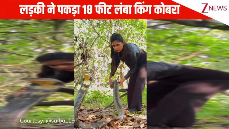 VIRAL: घने जंगल में लड़की ने बिना सेफ्टी के पकड़ा 18 फीट लंबा किंग कोबरा, खौफनाक नजारा देख कांप जाएगी रूह