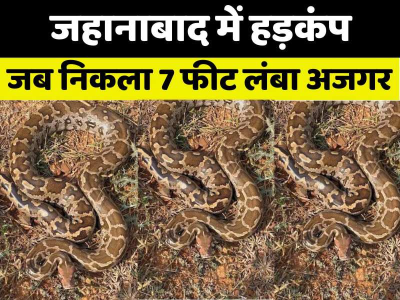 VIDEO: जहानाबाद में निकला 7 फीट लंबा अजगर, मचा हड़कंप