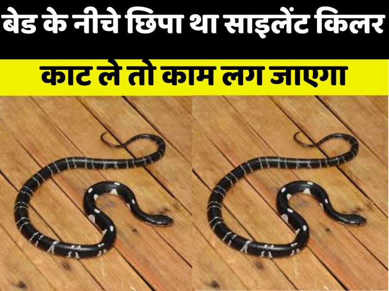 बेड के नीचे छिपा हुआ था साइलेंट किलर सांप, काट ले तो आदमी सोते हुए दम तोड़ देता है