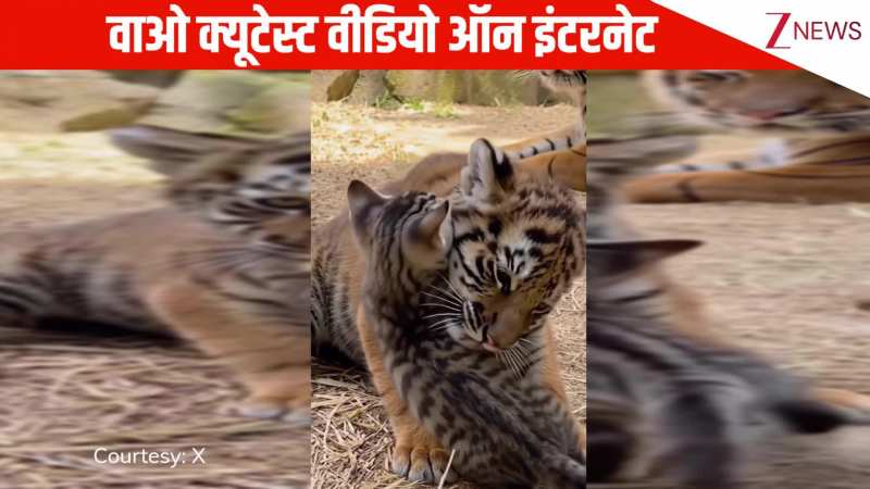 छोटे से बिल्ली के बच्चे पर प्यार लुटाता नजर आया नन्हा शावक, देख लोग बोले क्यूटेस्ट वीडियो ऑन इंटरनेट