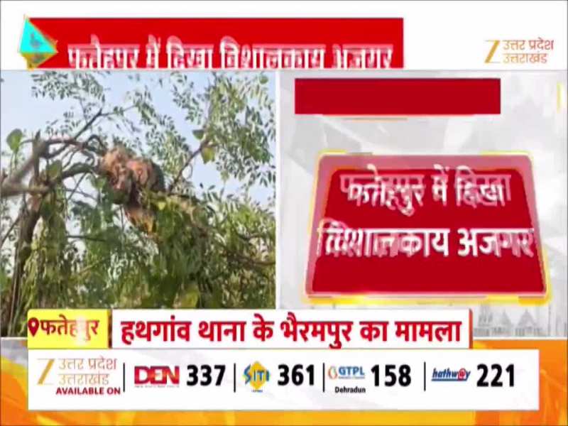 Video: फतेहपुर में दिखा विशालकाय अजगर, देखकर कांपे ग्रामीण, वीडियो वायरल