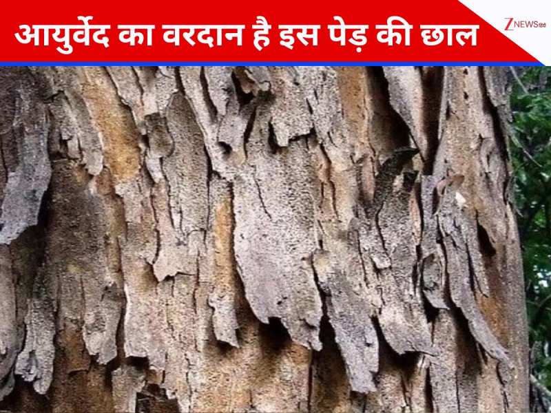 हार्ट मसल्स को बनाना है स्ट्रॉन्ग, तो जरूर पिएं इस पेड़ की छाल का रस