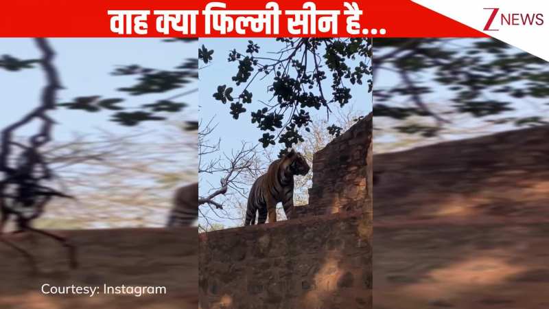 टाइगर यहां बैठता है? जंगल सफारी घूमने आए टूरिस्ट ने पूछा सवाल, नजारा किसी फिल्मी सीन से कम नहीं है