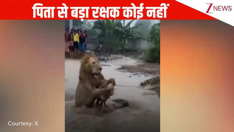 AI VIRAL: बाढ़ में अपने बच्चों को तेज लहरों से बचाता दिखा शेर, देख लोग बोले पिता से बड़ा रक्षक कोई नहीं है