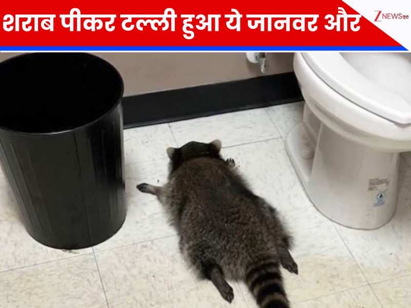 ठेके में घुसा ये जानवर और पी डाली कई बोतल शराब, बाथरूम में जाकर किया ऐसा काम!
