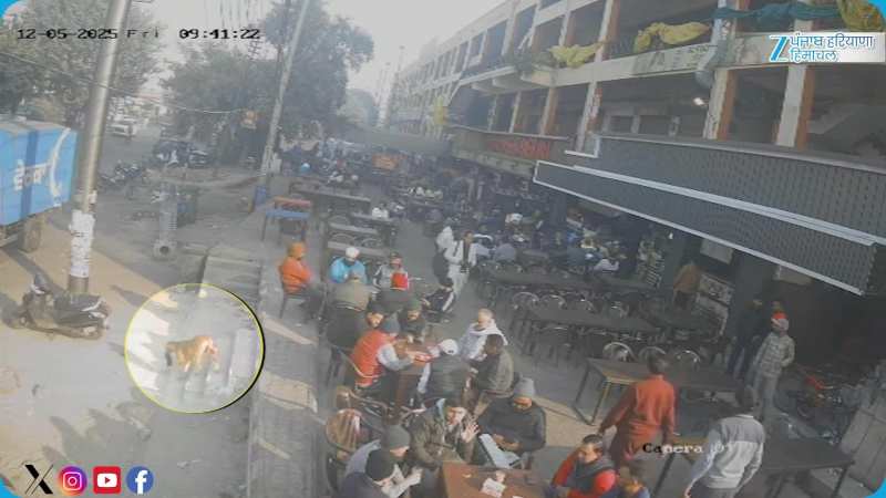 ਇਨਸਾਨੀ ਚੋਰ ਤਾਂ ਤੁਸੀਂ ਬਹੁਤ ਵੇਖੇ ਹੋਣਗੇ… ਪਰ ਅੱਜ ਦੇਖੋ, ਕੁੱਤੇ ਨੂੰ ਪਰਸ ਚੋਰੀ ਕਰਦੇ ਹੋਏ