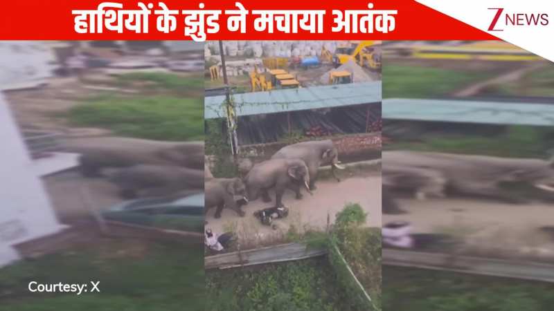 गलियों में हाथियों के झुंड ने मचाया आतंक, घरों में छिपे लोग, इलाके में मची अफरा-तफरी, वीडियो देखें