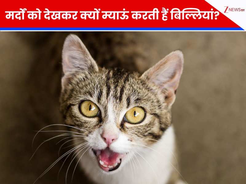 बिल्ली लड़कों को देखकर ज्यादा करती हैं म्याऊं-म्याऊं, इसके पीछे है एक शॉकिंग वजह?