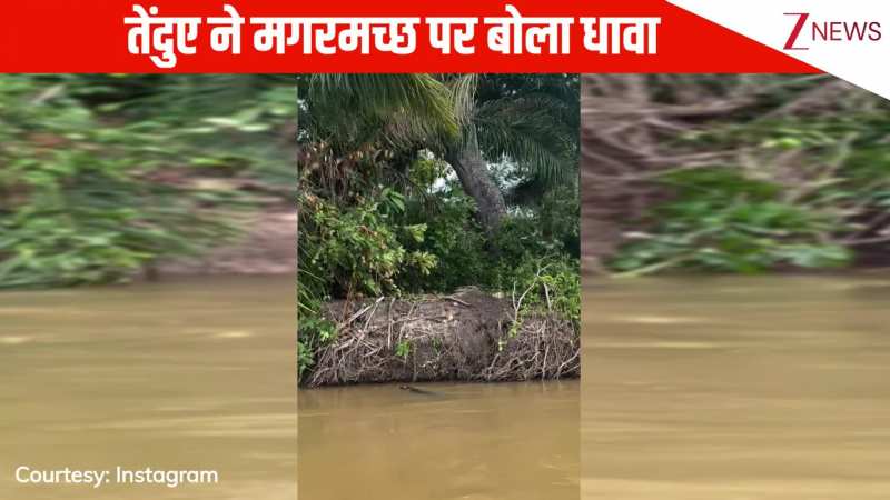 नदी किनारे मगरमच्छ पर हमला करने के लिए घात लगाए बैठा था तेंदुआ, मौका मिलते ही बोला धावा, देख उड़ जाएंगे होश