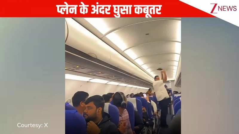 अरे ये कहां से आया, बंद प्लेन के अंदर घुसा कबूतर, पकड़ने के लिए इधर-उधर भागे लोग, जमकर मचा हल्ला
