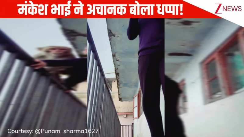मंकेश भाई ने बोली धप्पा...बालकनी में खड़े होकर रील बना रही थी लड़की, अचानक आया बंदर, देख फट से छूट जाएगी हंसी