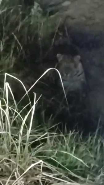 बुलंदशहर के गांव कसूमी के जंगलों में दिखा तेंदुआ, दहशत के माहौल के बीच वन विभाग ने लगाया पिंजरा