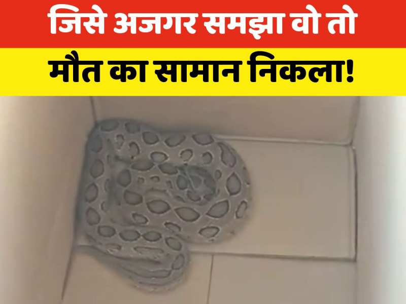 Video: बाल-बाल बच गए, रसल वाइपर को लोगों ने अजगर समझ कर पकड़ा और फिर हुआ ऐसा