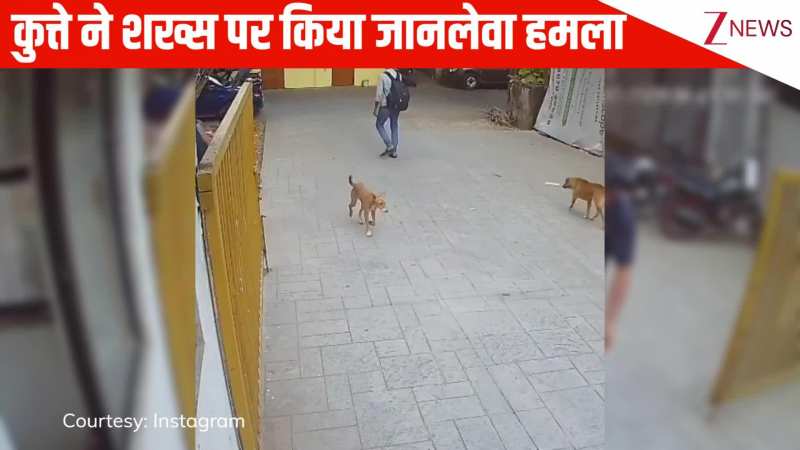 अरे बाप रे! ऊंची छलांग मार कुत्ते ने पास गुजर रहे शख्स पर की बाजू पर किया हमला, फिर जो हुआ देख उड़ जाएंगे होश अरे बाप रे! ऊंची छलांग मार कुत्ते ने पास गुजर रहे शख्स पर की बाजू पर किया हमला, फिर जो हुआ देख उड़ जाएंगे होश