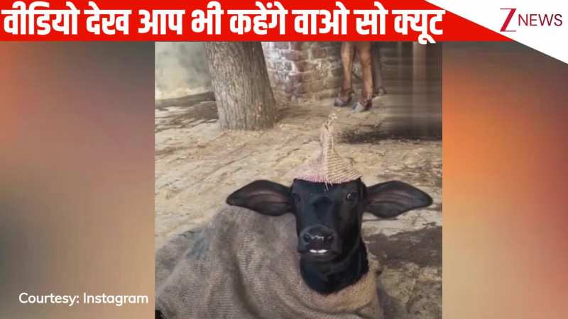 ठंड से बचने के लिए शख्स ने बछड़े को किया तैयार, अनोखे कपड़े देख आप भी कहेंगे 'वाओ सो क्यूट': VIDEO